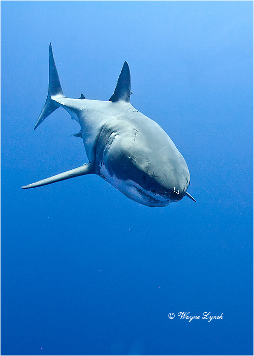 Great White Shark 105 by Dr. Wayne Lynch ©